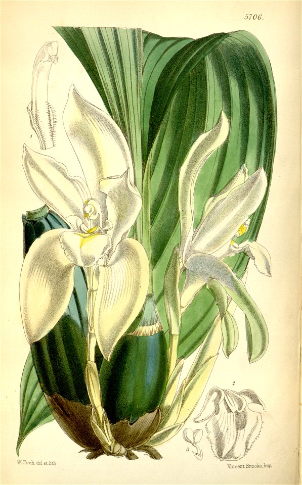 Ida rikii (as Lycaste barringtoniae var. grandiflora) - Curtis' 94 (Ser. 3 no. 24) pl. 5706 (1868)