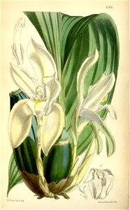 Ida rikii (as Lycaste barringtoniae var. grandiflora) - Curtis' 94 (Ser. 3 no. 24) pl. 5706 (1868)