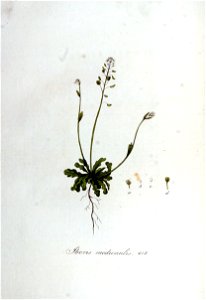 Iberis medicaulis — Flora Batava — Volume v6