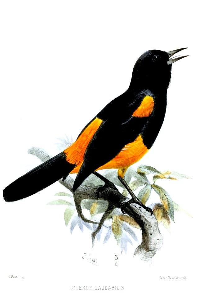IcterusLaudabilisSmit