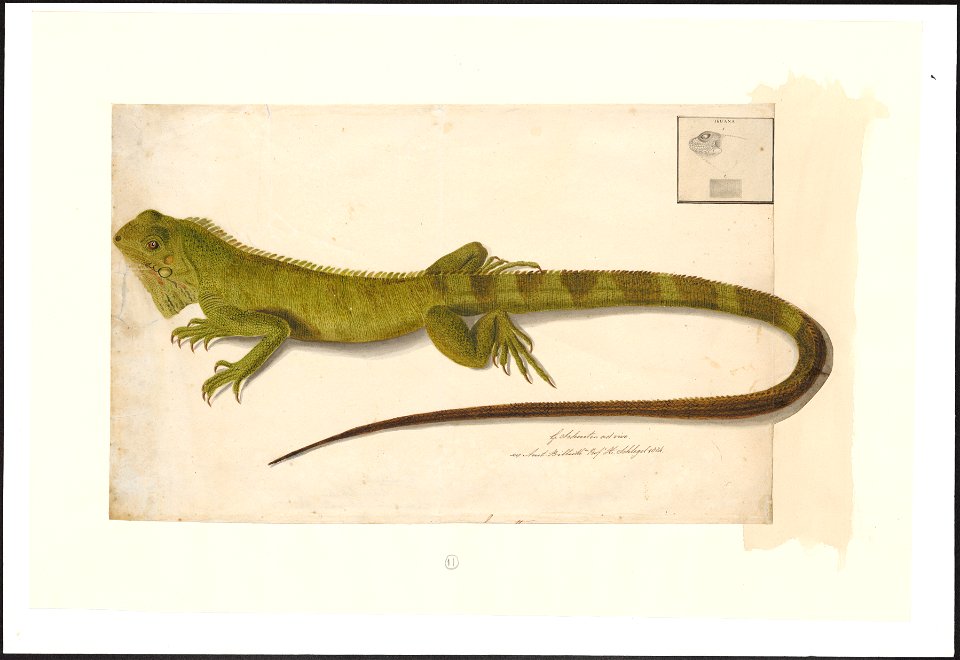 Iguana delicatissima - 1800-1839 - Print - Iconographia Zoologica - Special Collections University of Amsterdam - UBA01 IZAA100171