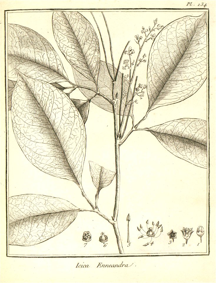 Icica enneandra Aublet 1775 pl 134