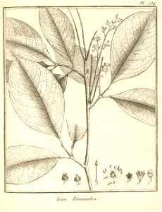 Icica enneandra Aublet 1775 pl 134