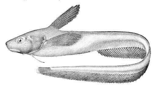 Ijimaia plicatellus1