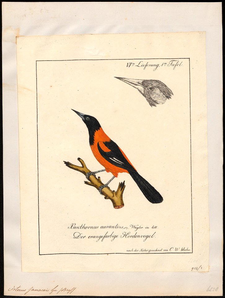 Icterus jamacaii - 1700-1880 - Print - Iconographia Zoologica - Special Collections University of Amsterdam - UBA01 IZ15800195