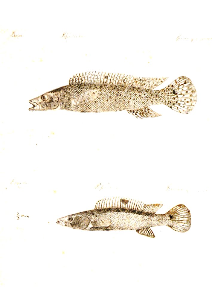 Ignaz von Olfers Crenicichla punctata 1819