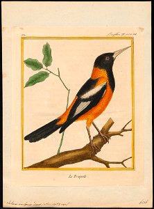 Icterus vulgaris - 1700-1880 - Print - Iconographia Zoologica - Special Collections University of Amsterdam - UBA01 IZ15800189