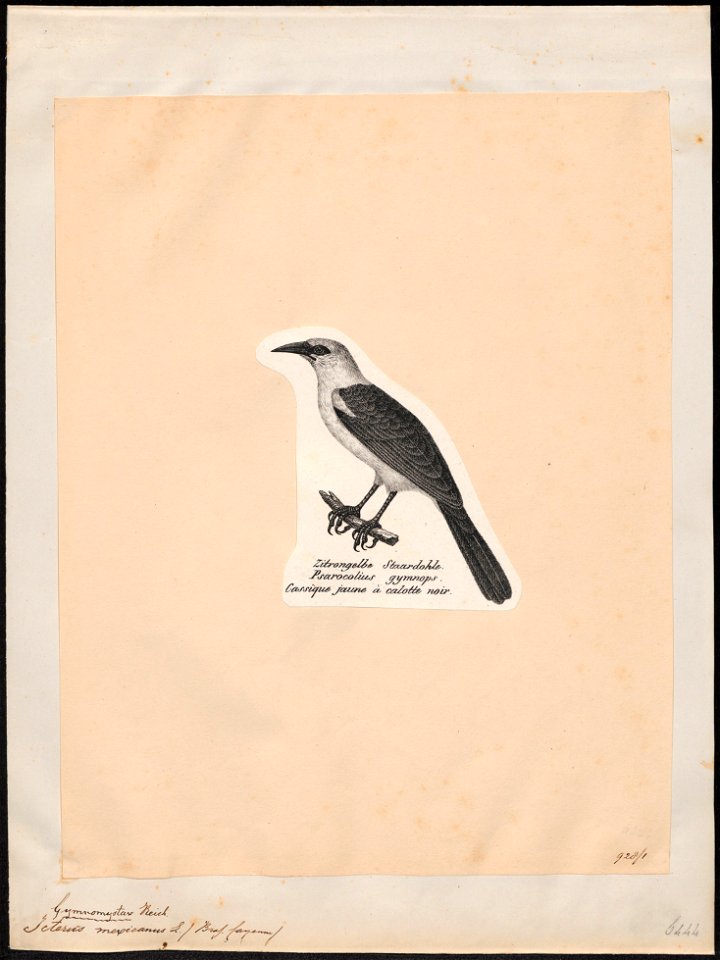 Icterus mexicanus - 1809-1845 - Print - Iconographia Zoologica - Special Collections University of Amsterdam - UBA01 IZ15800211