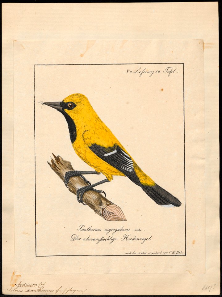 Icterus xanthornus - 1700-1880 - Print - Iconographia Zoologica - Special Collections University of Amsterdam - UBA01 IZ15800207