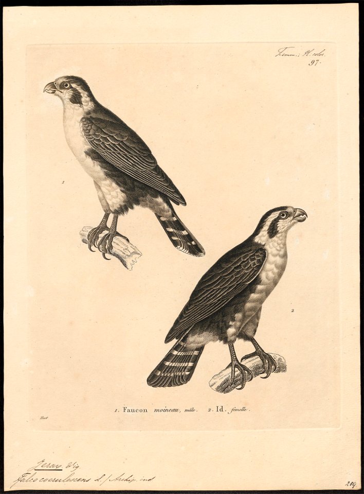 Ierax caerulescens - 1700-1880 - Print - Iconographia Zoologica - Special Collections University of Amsterdam - UBA01 IZ18200259