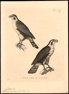 Ierax caerulescens - 1700-1880 - Print - Iconographia Zoologica - Special Collections University of Amsterdam - UBA01 IZ18200259