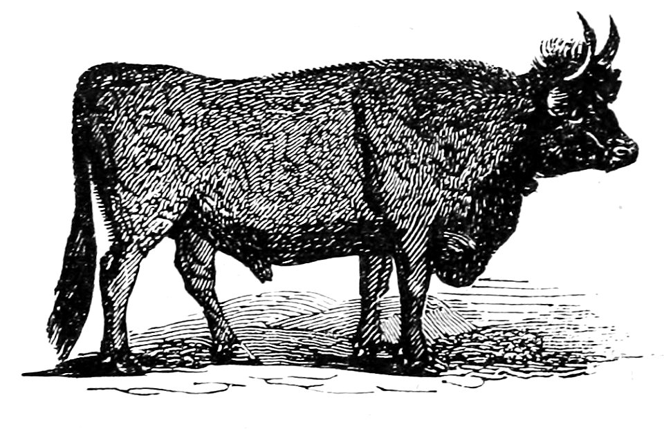 Ill dict infernal p0118-102 boeuf