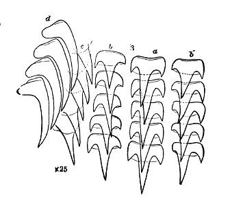 Illex illecebrosus teeth