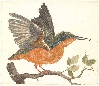 IJsvogel op boomtak