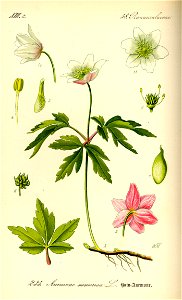 Illustration Anemone nemorosa0