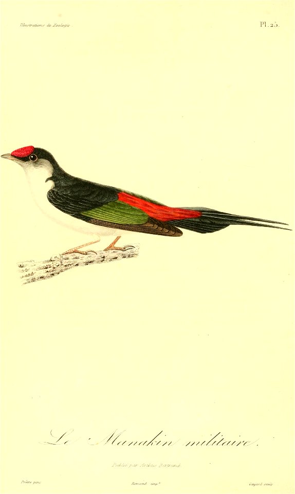 Ilicura militaris 1831