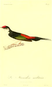 Ilicura militaris 1831