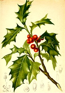 Ilex aquifolium Atlas Alpenflora