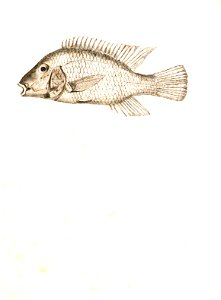 Ignaz von Olfers Geophagus brasiliensis 1819