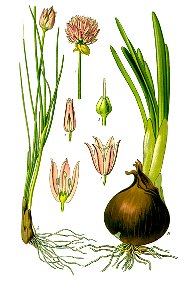 Illustration Allium schoenoprasum and Allium cepa0 clean