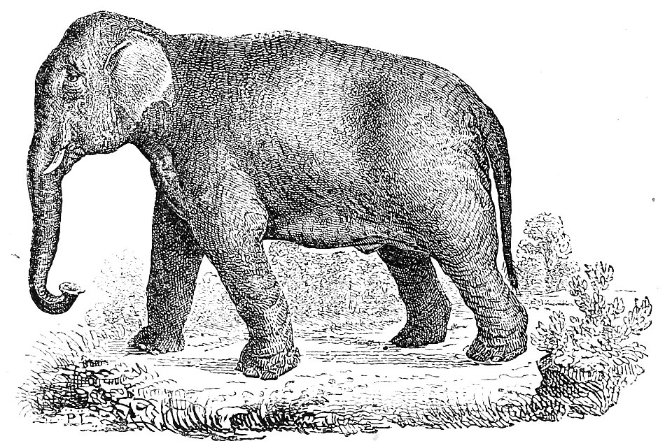 Ill dict infernal p0248-232 elephant