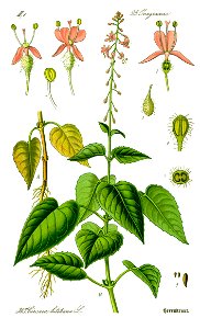Illustration Circaea lutetiana0 clean