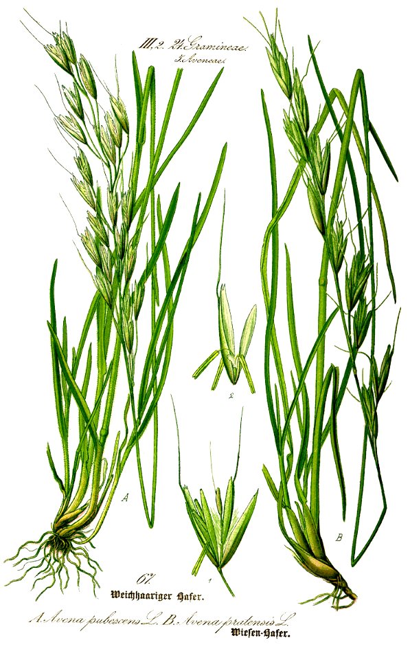 Illustration Avenula pubescens0 clean
