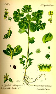Illustration Euphorbia helioscopia0. Free illustration for personal and commercial use.