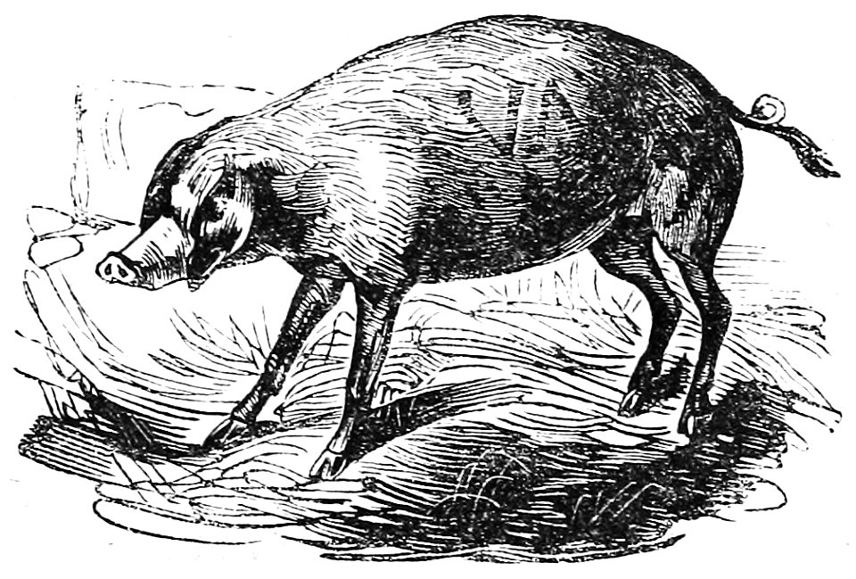 Ill dict infernal p0191-172 cochon