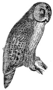 Ill dict infernal p0350-334 hibou