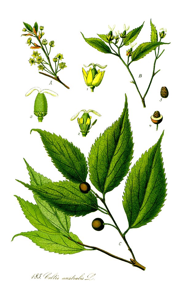 Illustration Celtis australis1