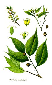 Illustration Celtis australis1