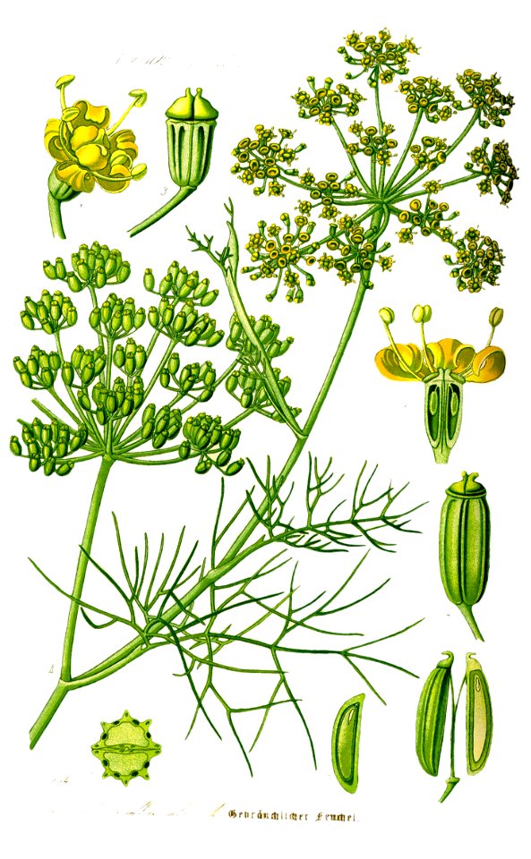 Illustration Foeniculum vulgare1