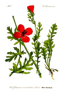 Illustration Glaucium corniculatum0 clean