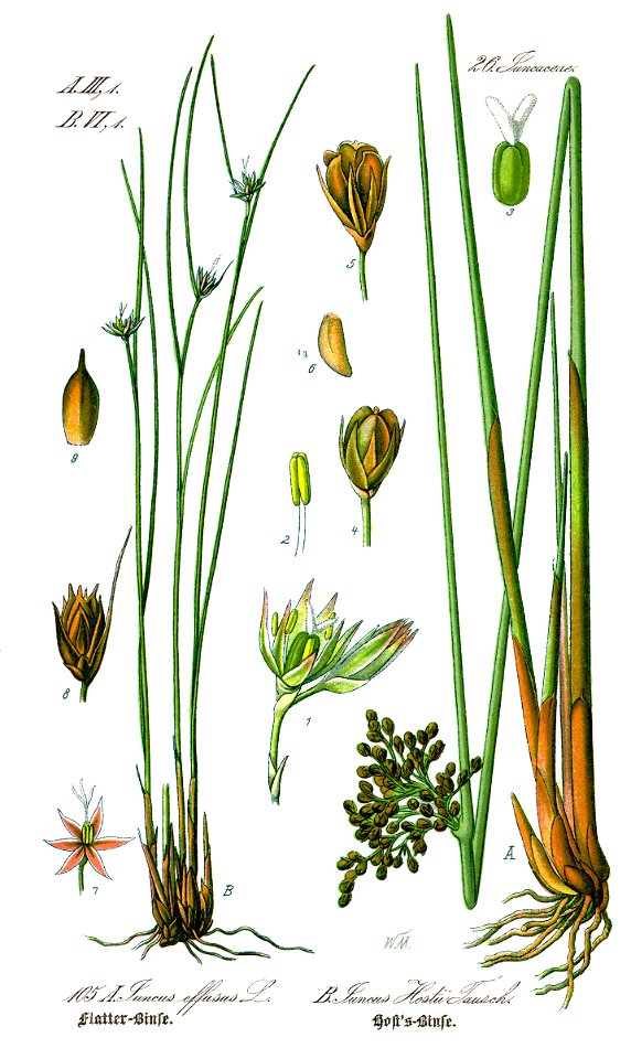Illustration Juncus hostii0