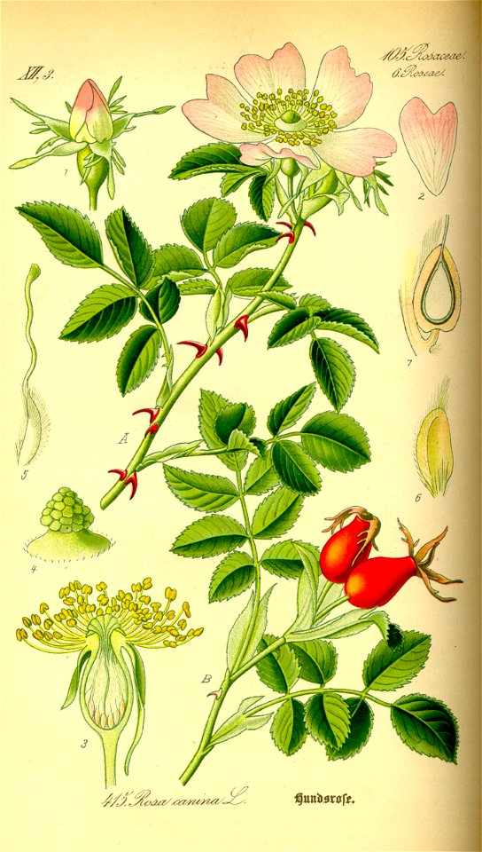 Illustration Rosa canina0