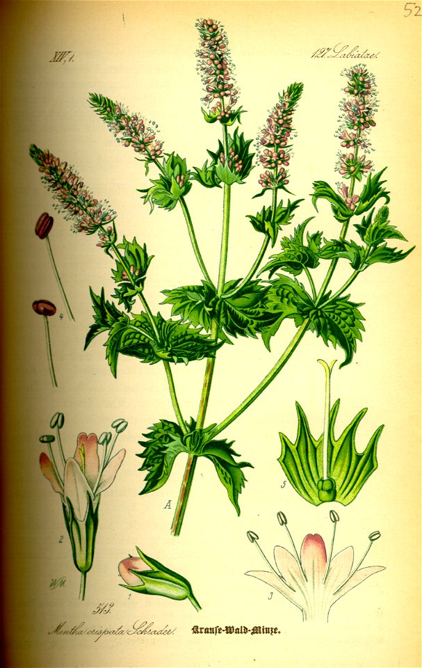 Illustration Mentha spicata0