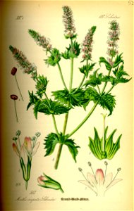 Illustration Mentha spicata0