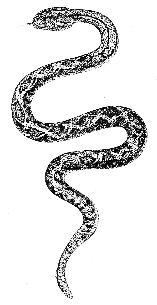 Ill dict infernal p0624 serpentdemer