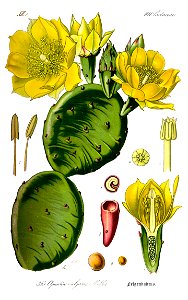 Illustration Opuntia vulgaris0 clean