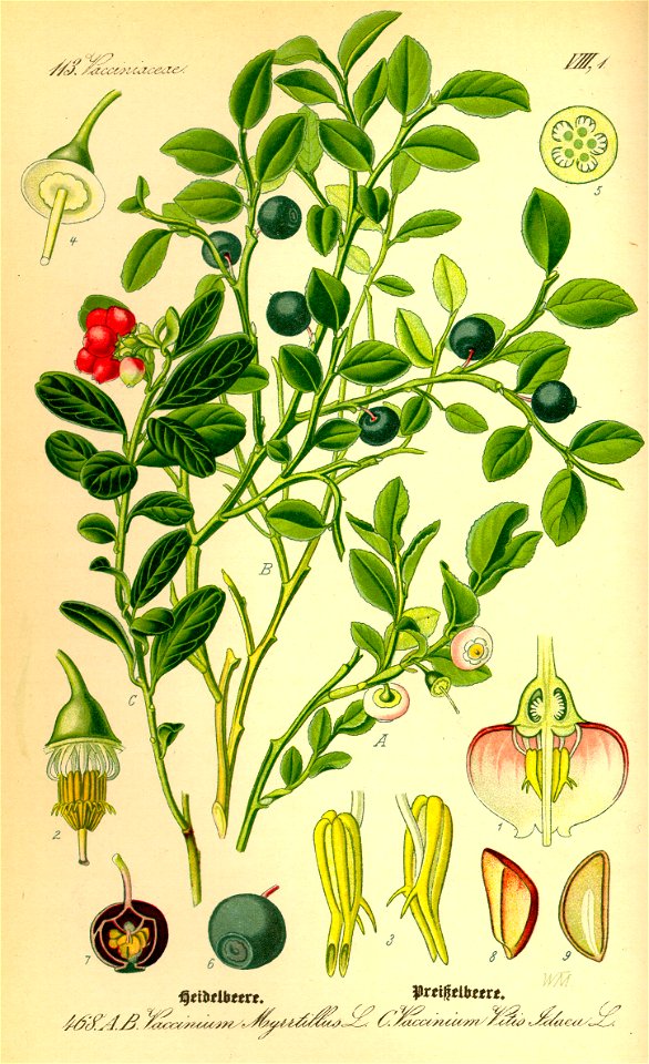 Illustration Vaccinium myrrtillus0