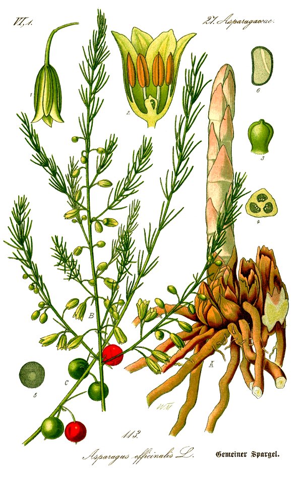 Illustration Asparagus officinalis0 clean