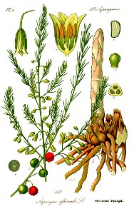 Illustration Asparagus officinalis0 clean