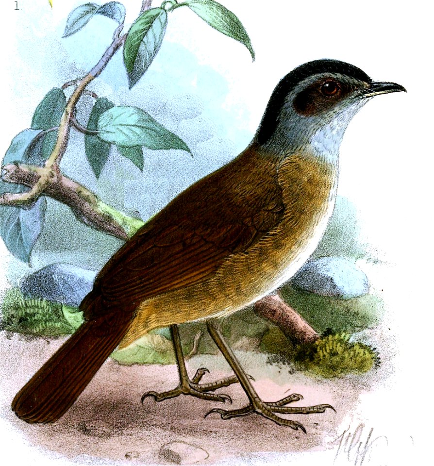 Illadopsis cleaveri Keulemans