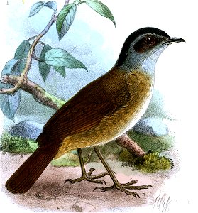 Illadopsis cleaveri Keulemans