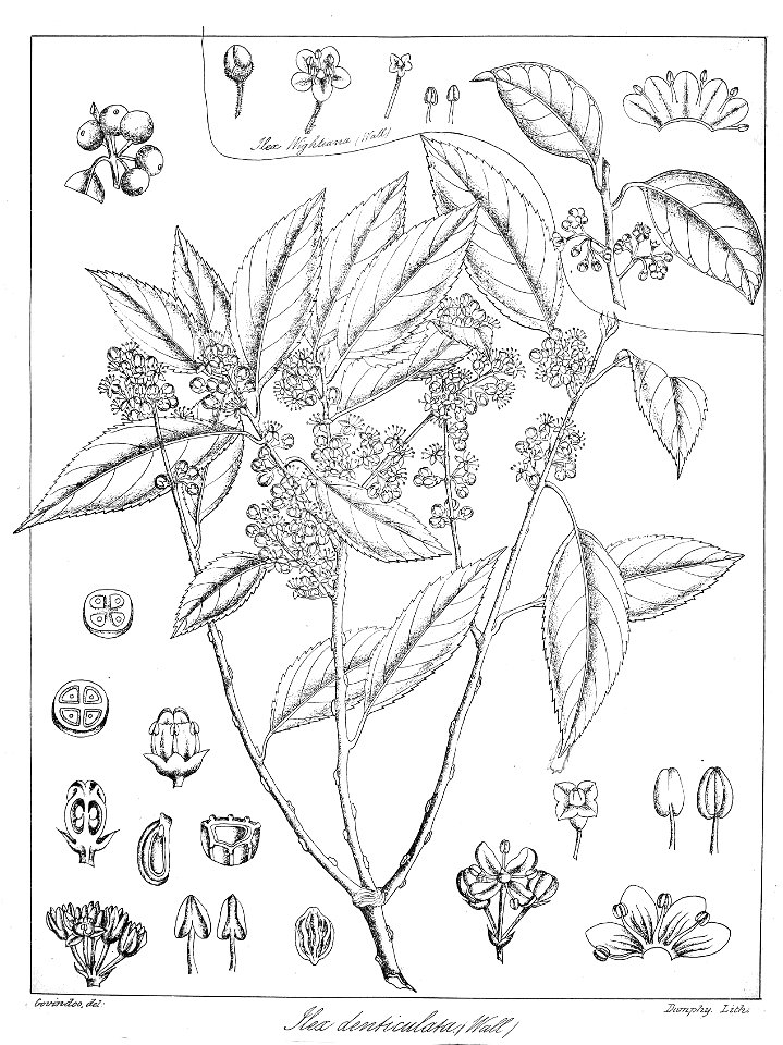 Ilex denticulata Govindoo