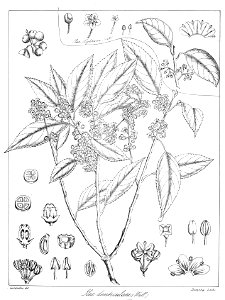 Ilex denticulata Govindoo