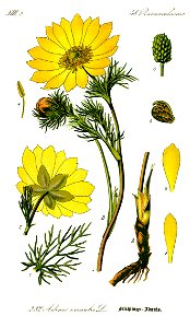 Illustration Adonis vernalis0 clean