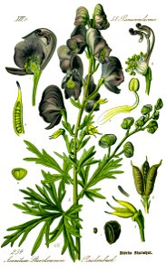 Illustration Aconitum napellus0 clean