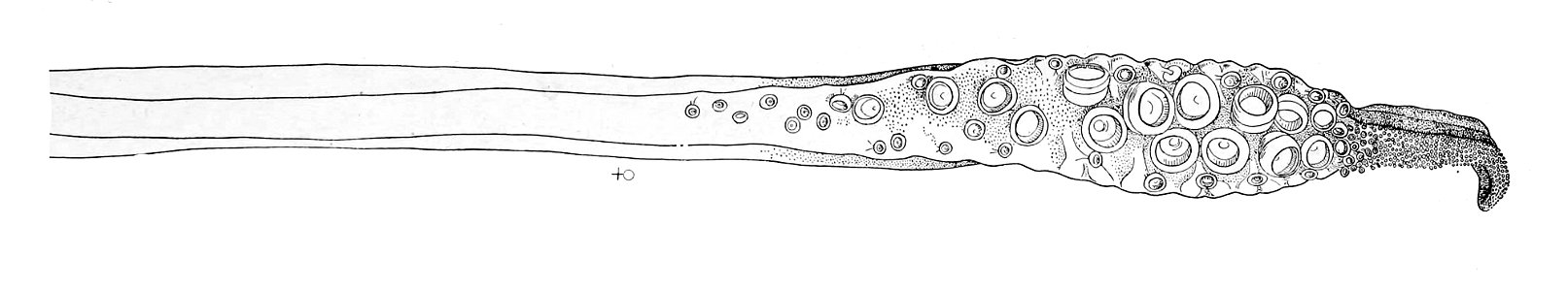 Illex illecebrosus tentacle